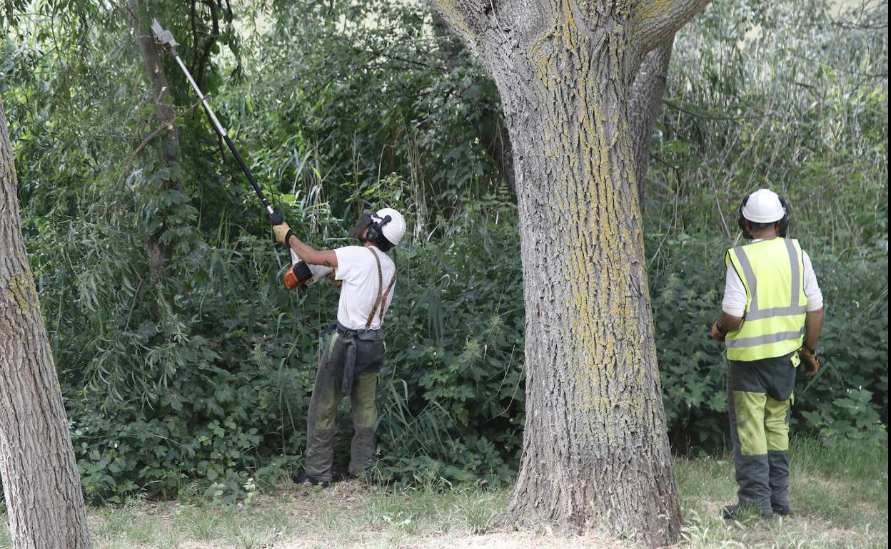 Comienza la tala de árboles en las riberas del Carrión en Palencia