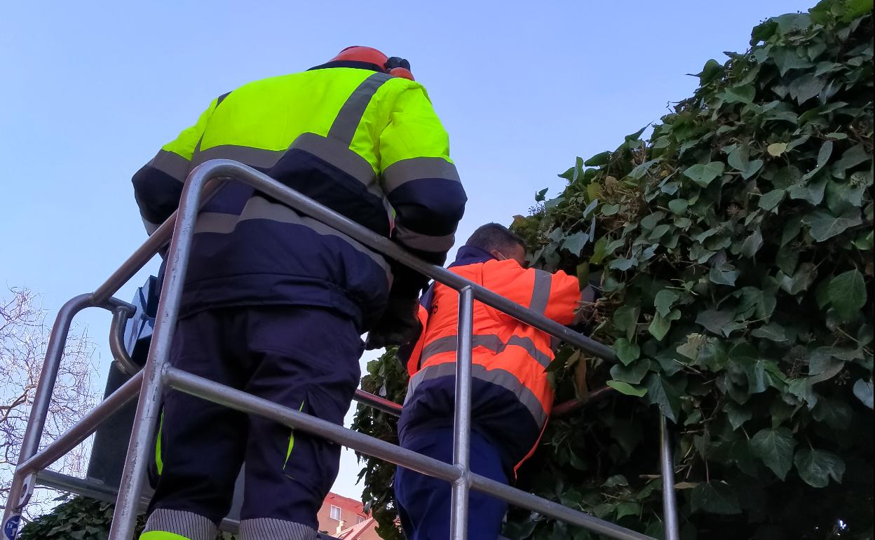 Dos trabajadores del equipo de zoonosis del Ayuntamiento instalan una caja portacebo en un matorral. 