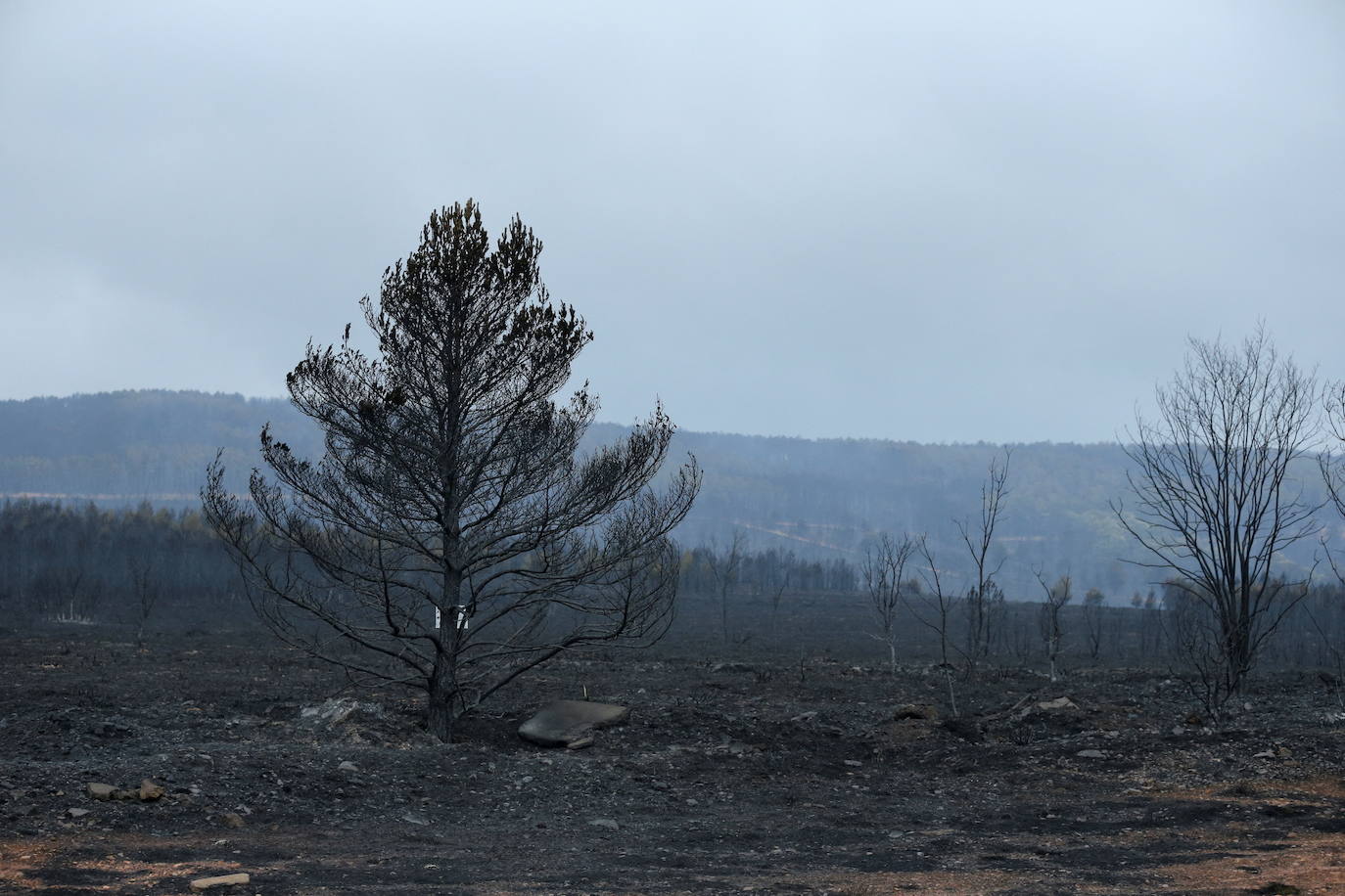 Fotos: Domingo de evaluación de daños en el incendio de la Sierra de la Culebra (Zamora)