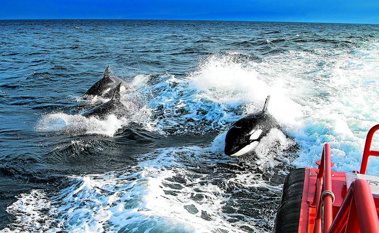 Sin gobierno. Orcas ibéricas persiguen a la Salvamar Enif en la ensenada de Barbate.