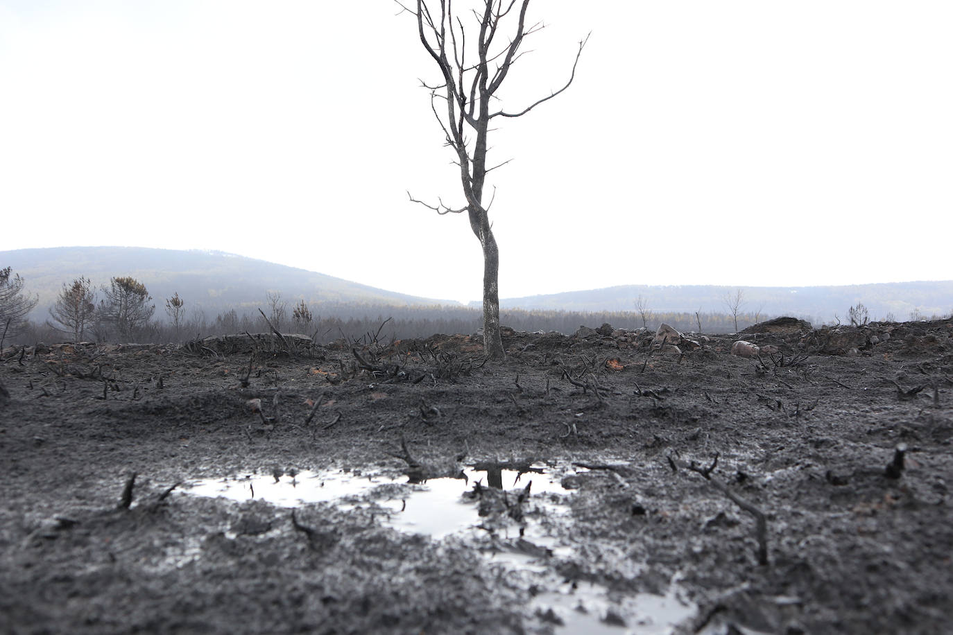 La Sierra de la Culebra, reducida a cenizas tras el paso del incendio forestal.