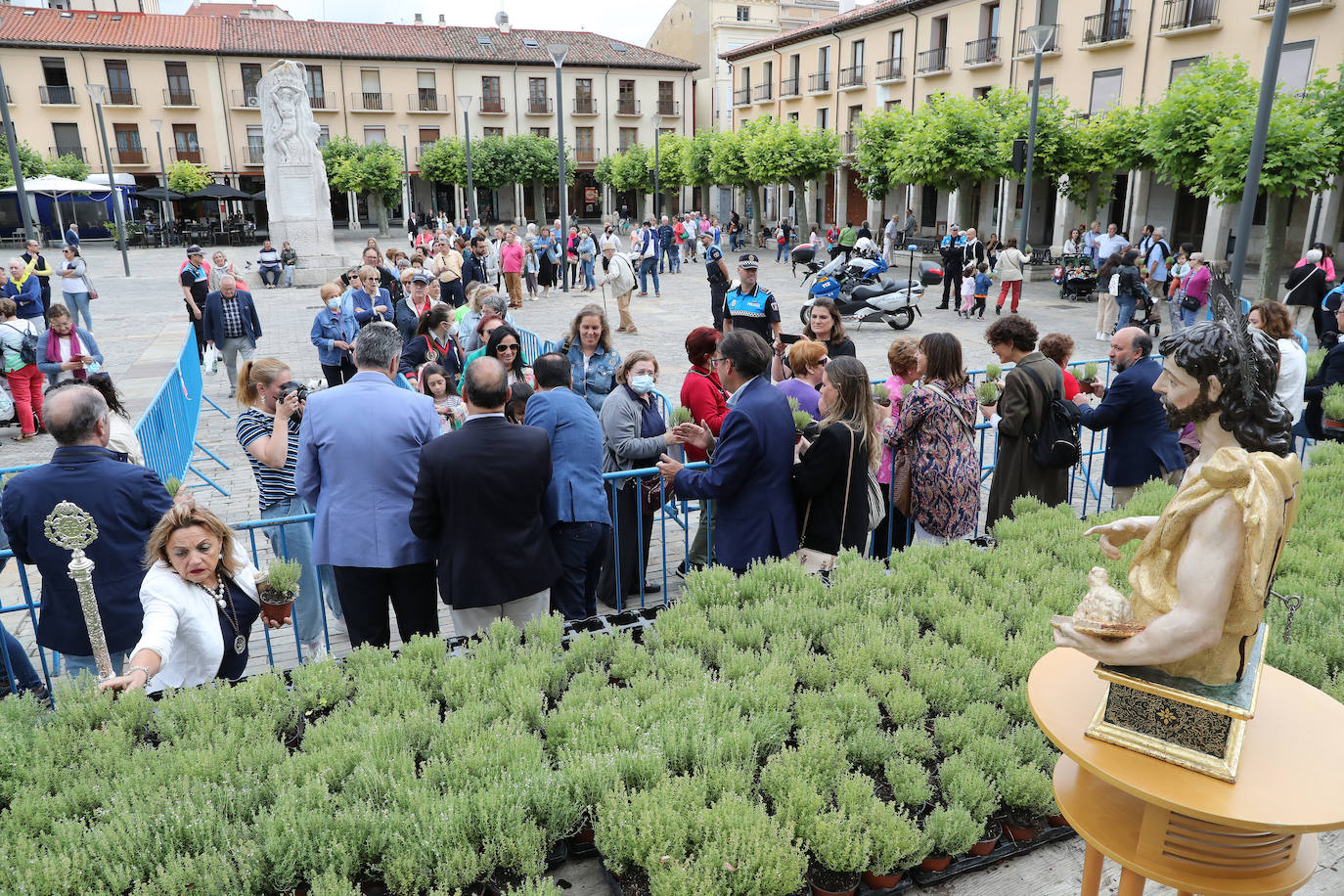 Fotos: Reparto del tomillo de San Juan en Palencia