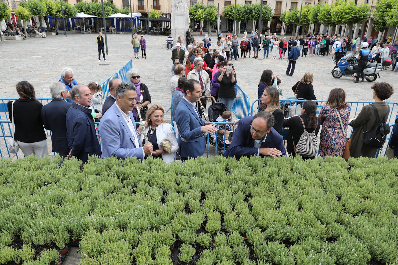 Fotos: Reparto del tomillo de San Juan en Palencia