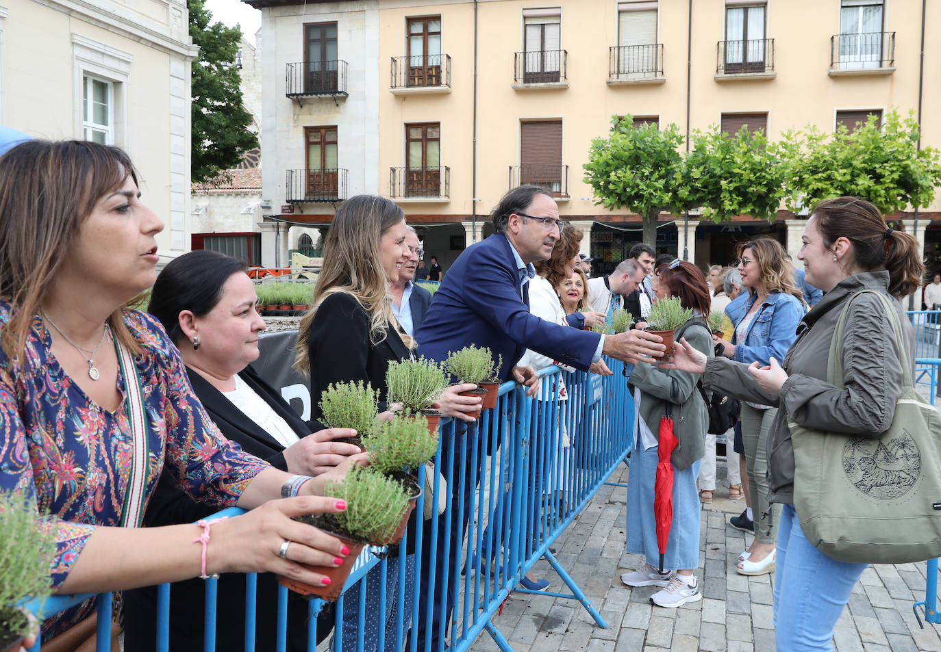 Fotos: Reparto del tomillo de San Juan en Palencia