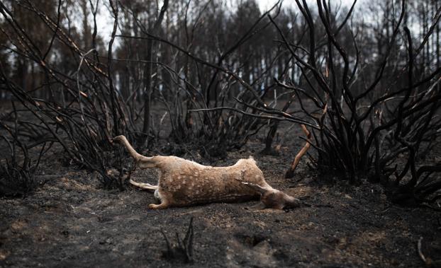 Sesenta especies y 20 hábitats amenazados por el incendio de la Sierra de la Culebra