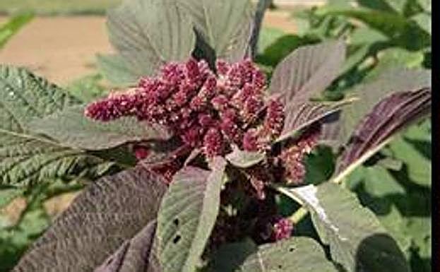 Imagen principal - Plantaciones de amaranto, trigo turánicum y chía en las instalaciones de Itacyl.