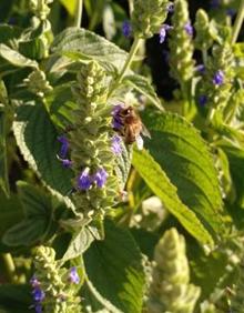Imagen secundaria 2 - Plantaciones de amaranto, trigo turánicum y chía en las instalaciones de Itacyl.