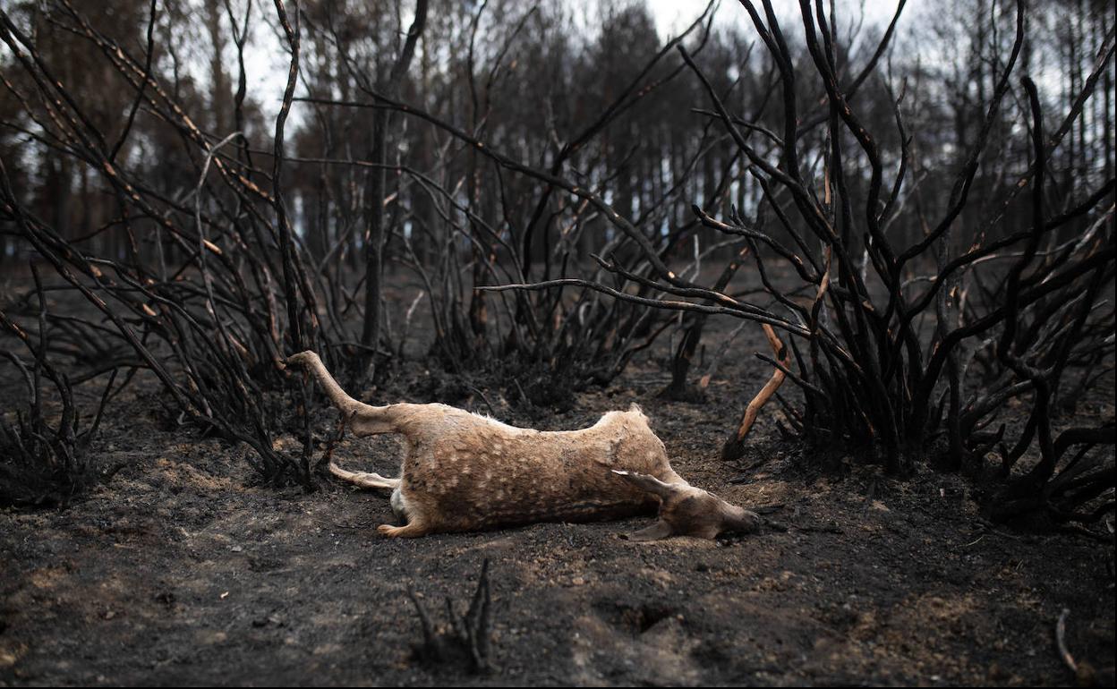 Un ciervo tirado en el suelo tras el incendio en la Sierra de la Culebra.