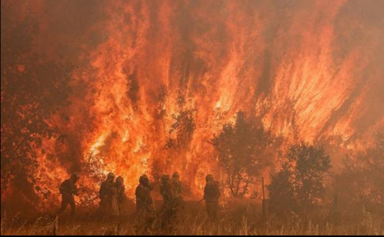 Brigadistas forestales se enfrentan al fuego en el incendio de Zamora.