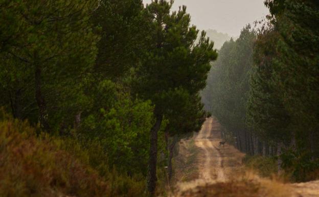 Un cérvido cruza el sendero al fondo, entre árboles. 