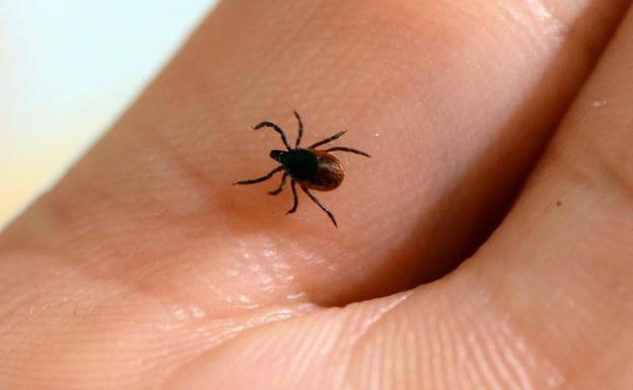 Una garrapata en una mano.