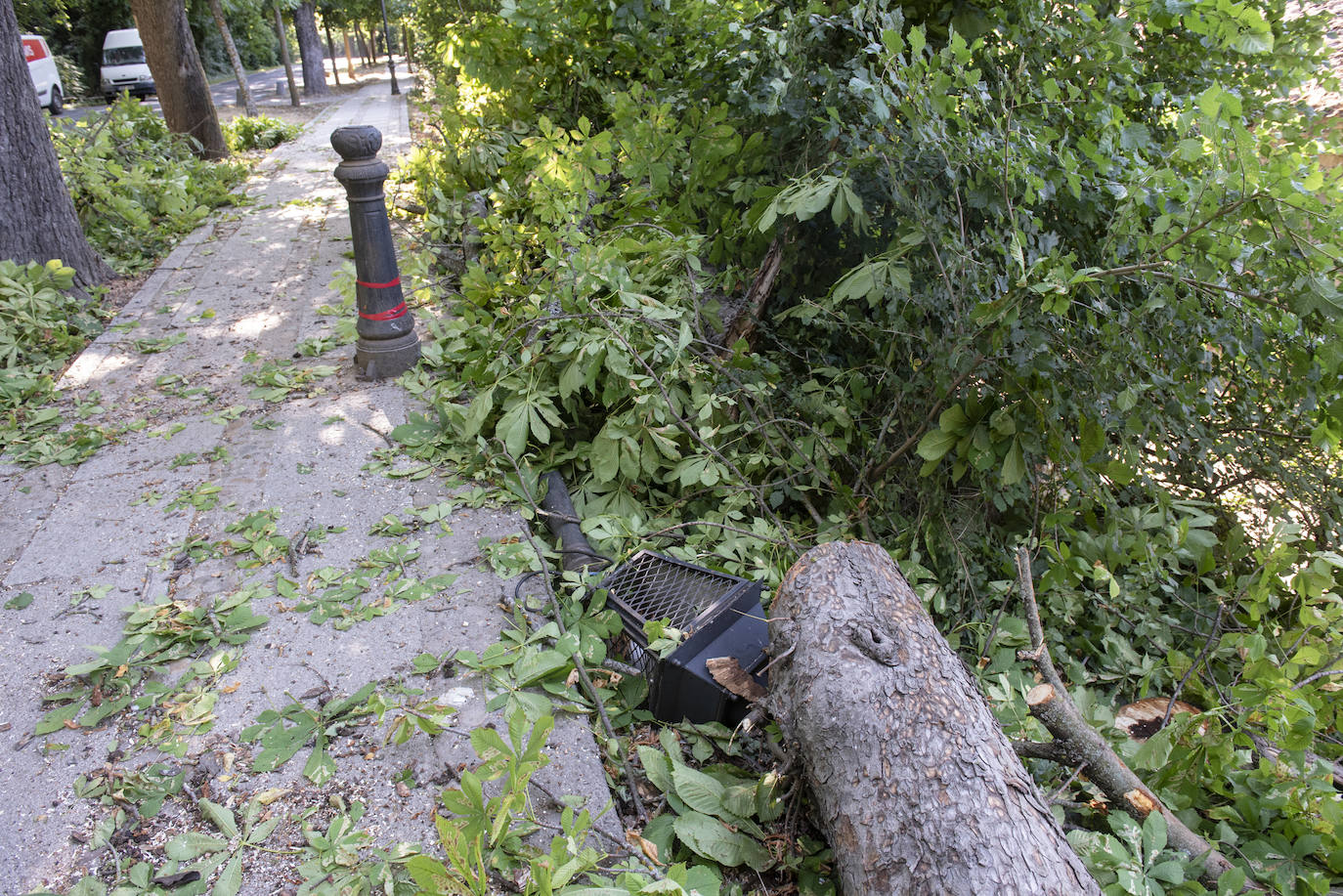 La rama de un árbol en mal estado rompe una farola en el Paseo de Santo Domingo