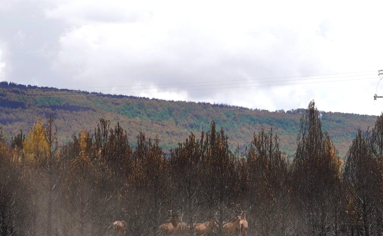 Unos ciervos en la zona quemada por el incendio en la Sierra de la Culebra. 