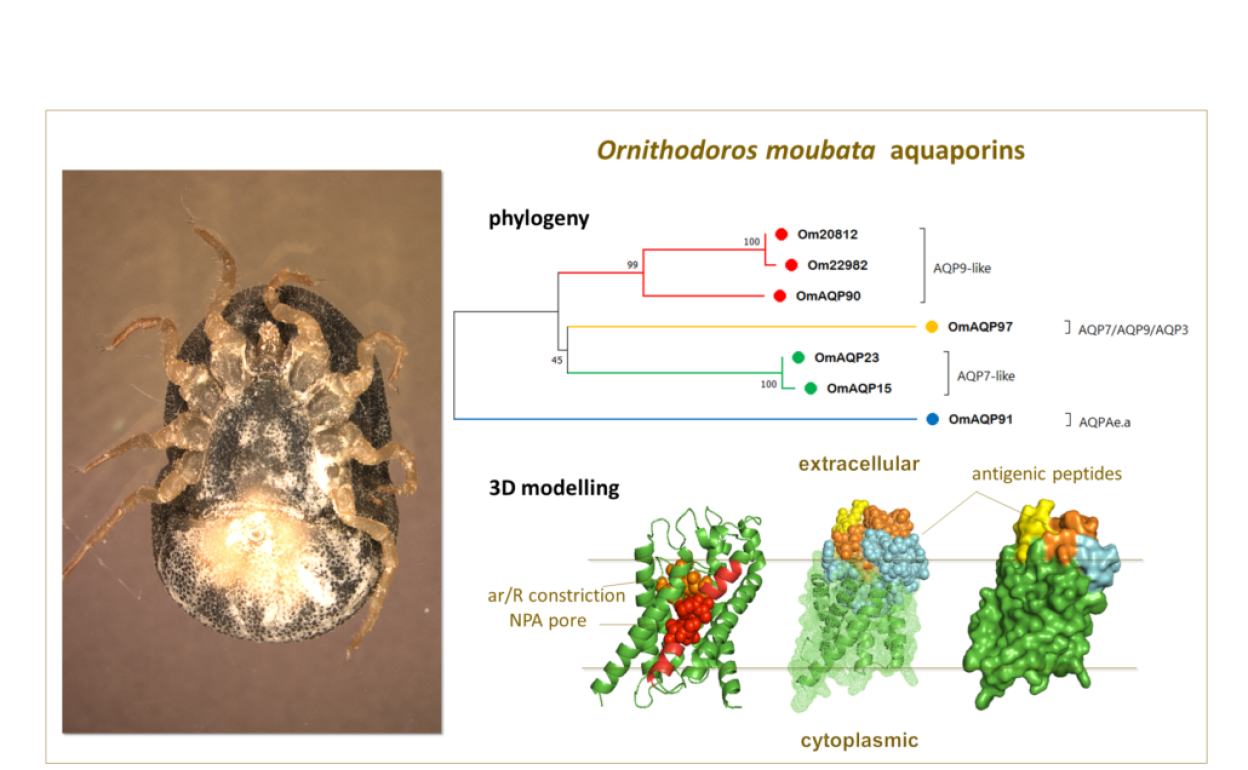 El Irnasa identifica una diana para generar vacunas frente a una garrapata que afecta a la ganadería y la salud humana