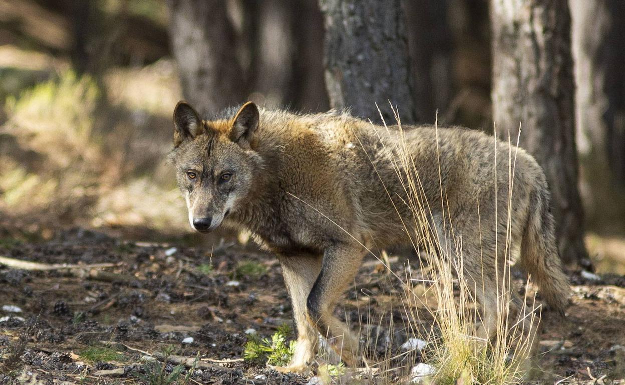 Castilla y León: La Junta defiende que la sentencia del TC «no tiene efecto práctico» porque «no se puede cazar el lobo»