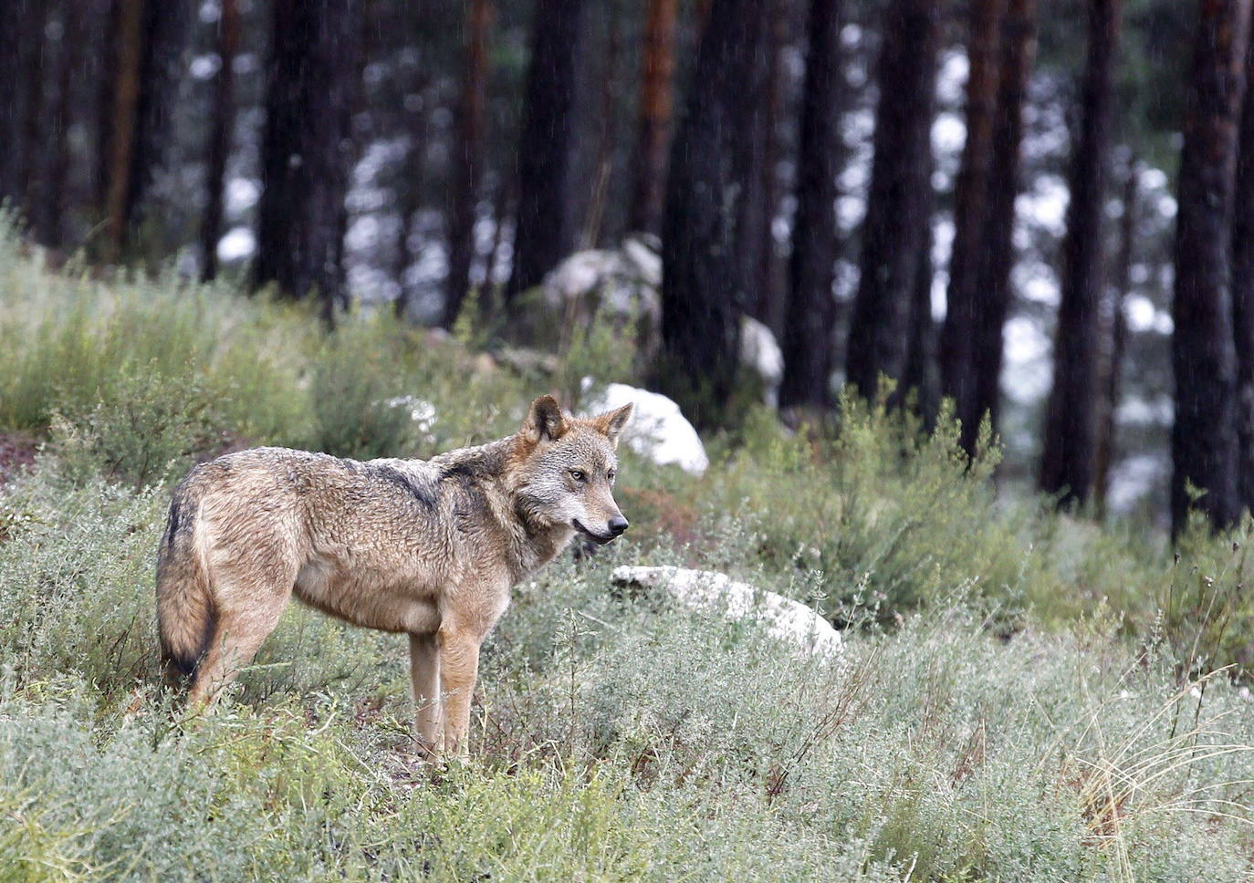 La Junta tendrá que indemnizar con 19.000 euros a una ganadería de El Espinar por el ataque de un lobo