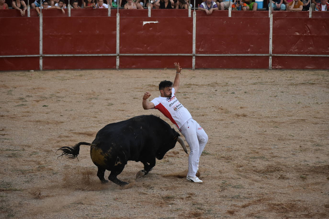 'Use', ganador del concurso de cortes de Cigales, mostrando lo mejor de su arte. 