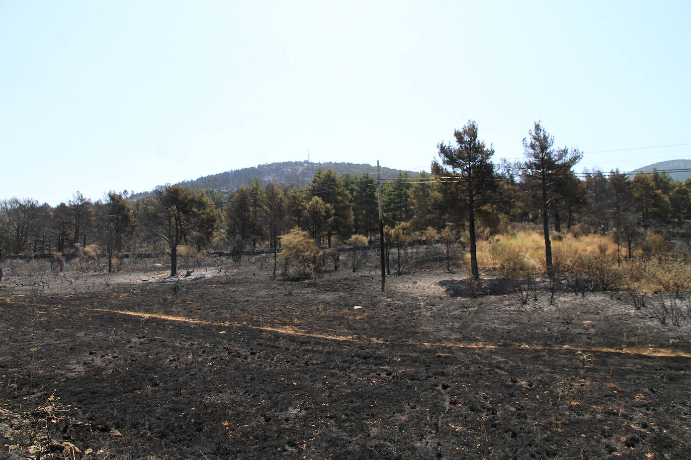 Terreno de pinar en el piedemonte de la sierra calcinado por el fuego declarado el pasado viernes en Navafría. 