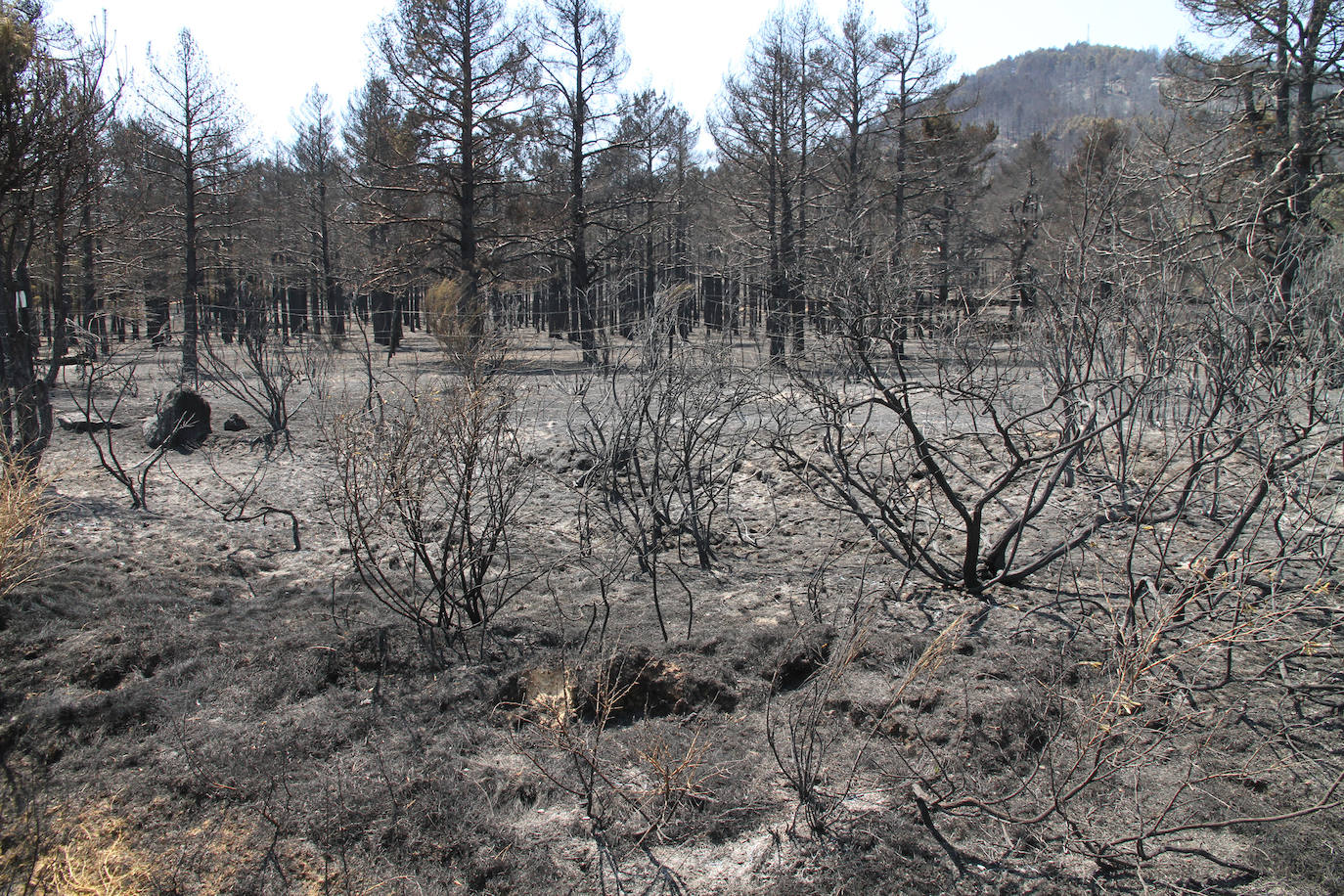 Terreno de pinar en el piedemonte de la sierra calcinado por el fuego declarado el pasado viernes en Navafría. 