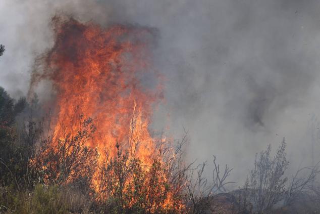 Fotos: El incendio de Losacio en imágenes