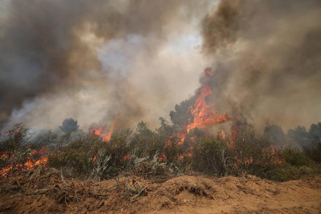 Fotos: El incendio de Losacio en imágenes