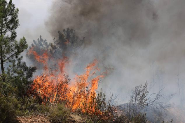 Fotos: El incendio de Losacio en imágenes