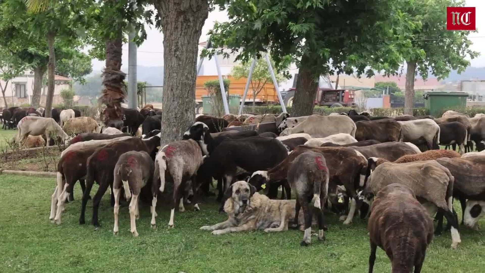 Los ganaderos de Tábara utilizan parques infantiles para refugiar a sus animales del incendio de Zamora