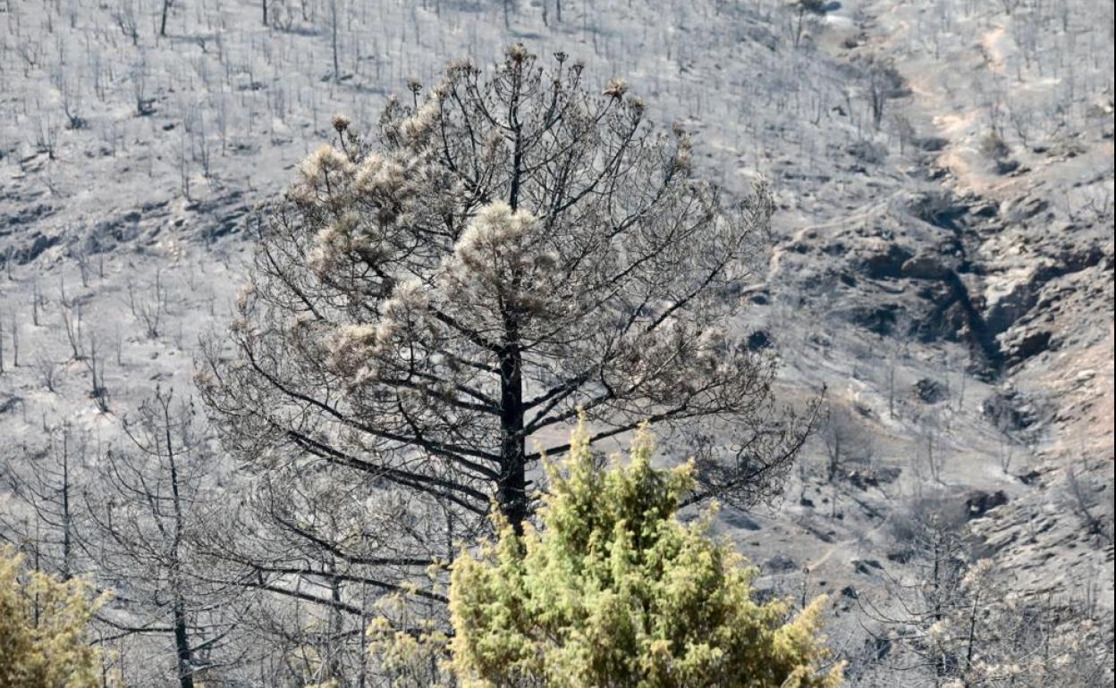 Incendio en Cebreros.