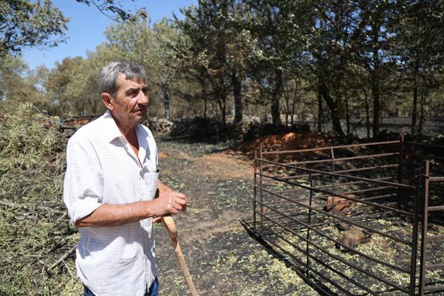 Fotos: Incendio de Losacio: Los ganaderos son obligados a trasladar su ganado