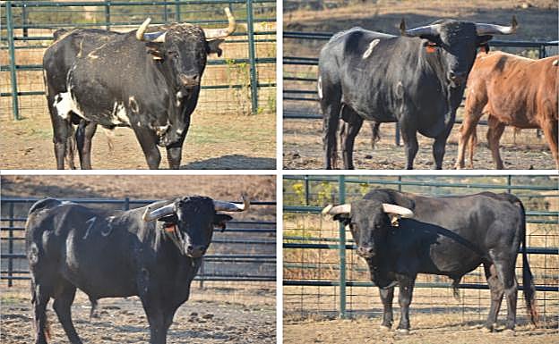 Los toros que participarán en el concurso de cortes de Matapozuelos.