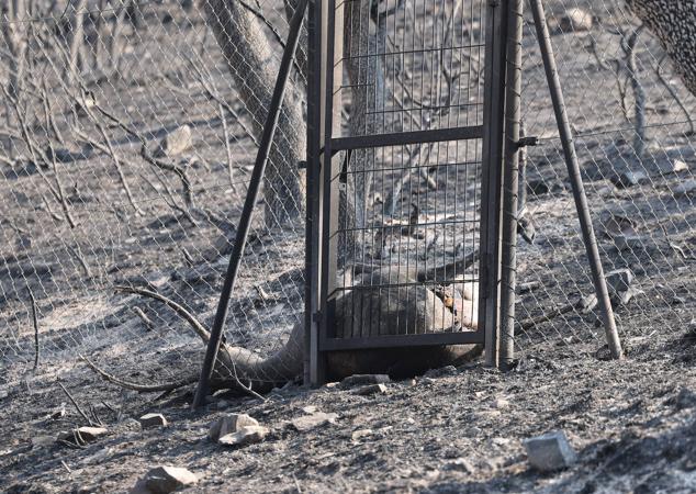 Fotos: San Martín de Tábara: El día después al voraz incendio