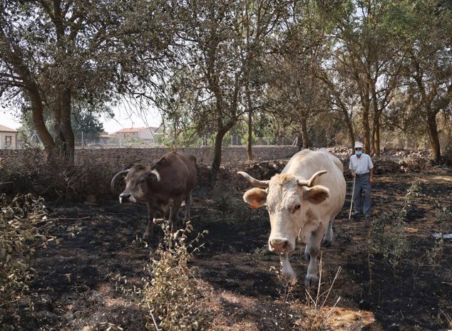 Fotos: Desolación e incredulidad de los vecinos de San Martín de Tábara al ver el paisaje