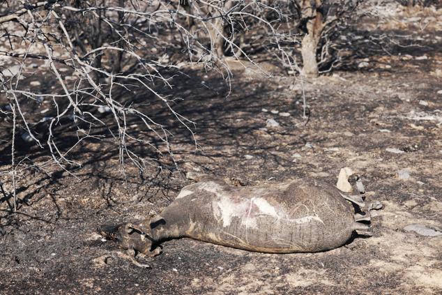 Fotos: Desolación e incredulidad de los vecinos de San Martín de Tábara al ver el paisaje