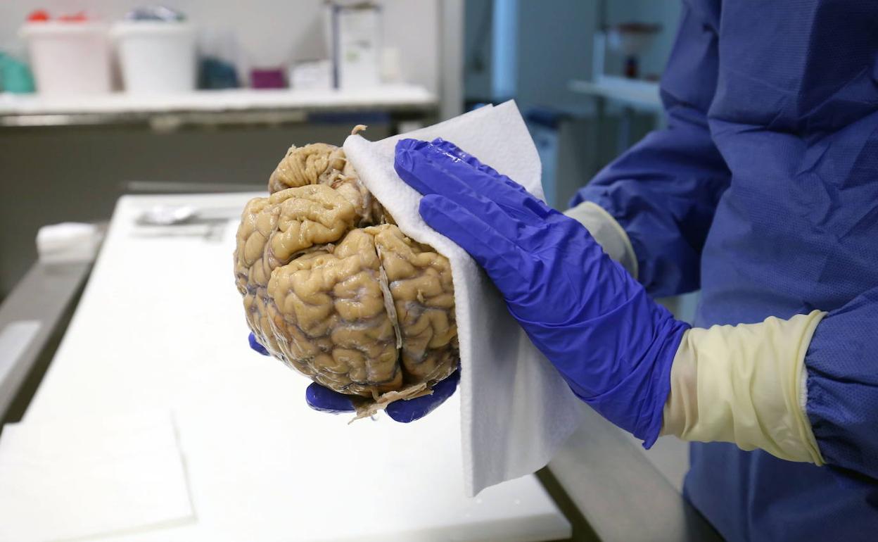 Una investigadora limpia un cerebro donado al banco del hospital valenciano de La Fé