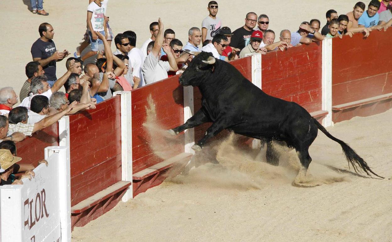 Suelta de un novillo en el coso de Peñafiel en las fiestas de agosto.