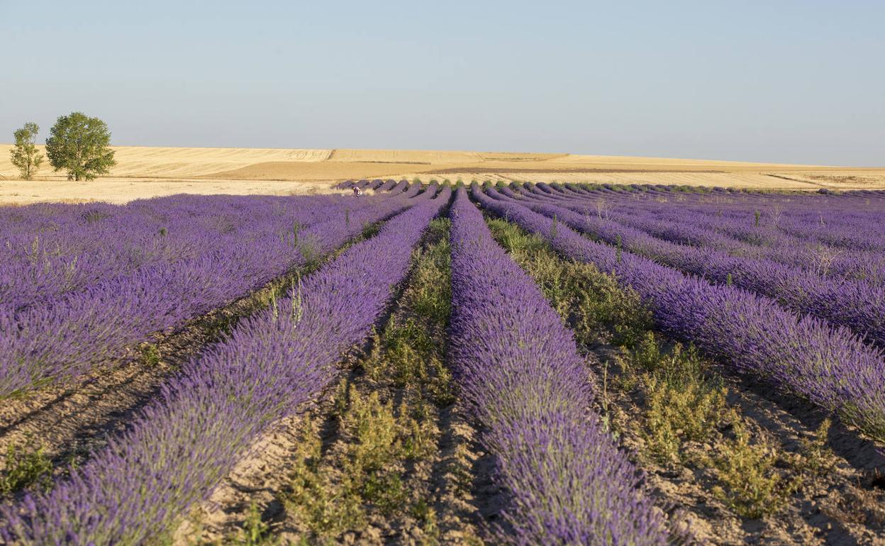 Cultivos de lavanda en Palencia. 