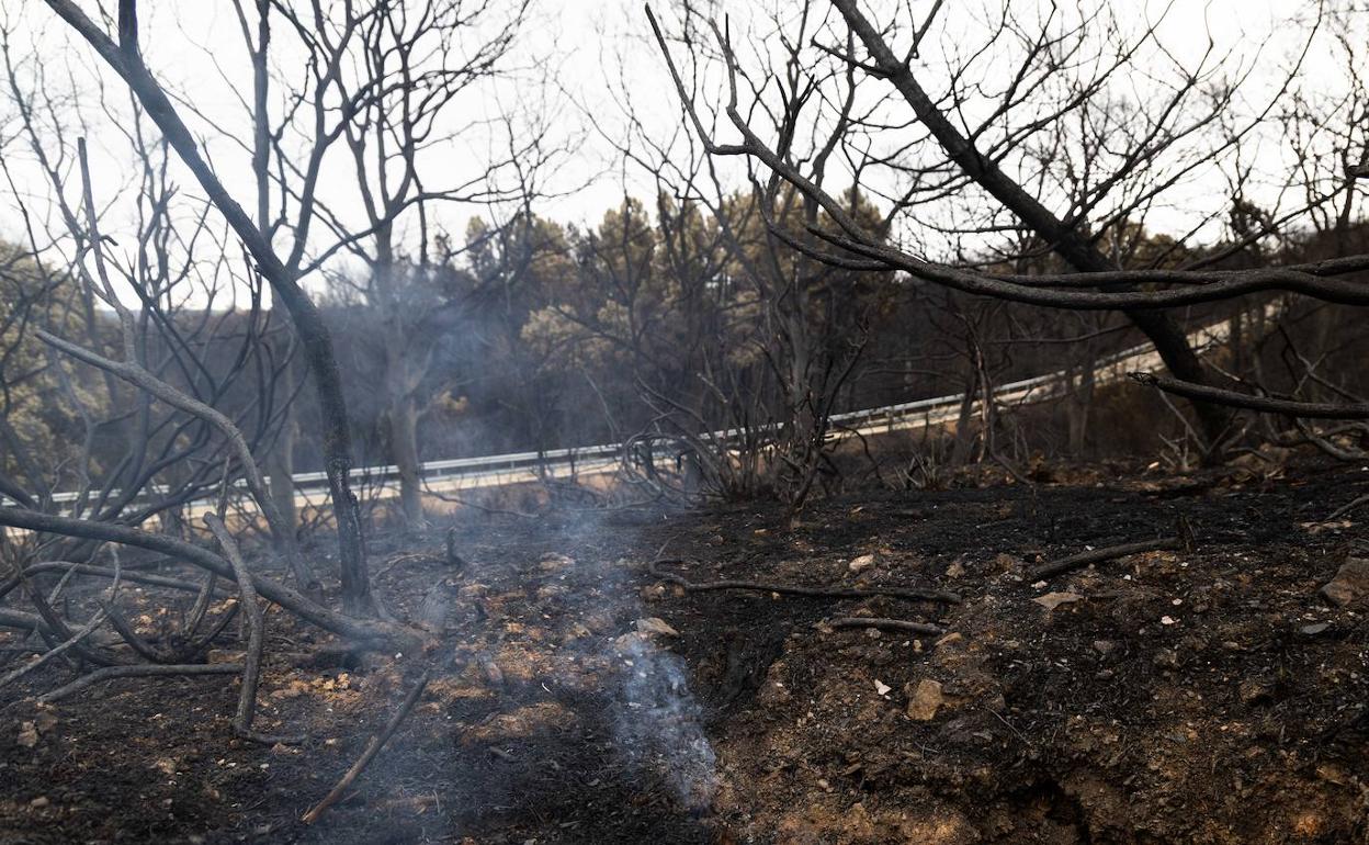 Terreno arrasado por el incendio forestal de mediados de junio en la Sierra de la Culebra (Zamora).