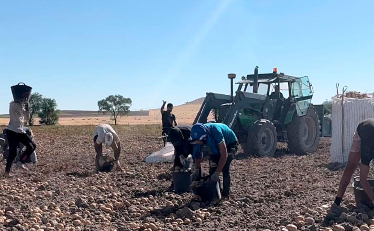 Recogida de patatas en Honcalada. 