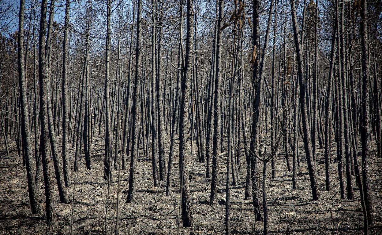 Zona arrasada por el incendio en Monsagro (Salamanca). 