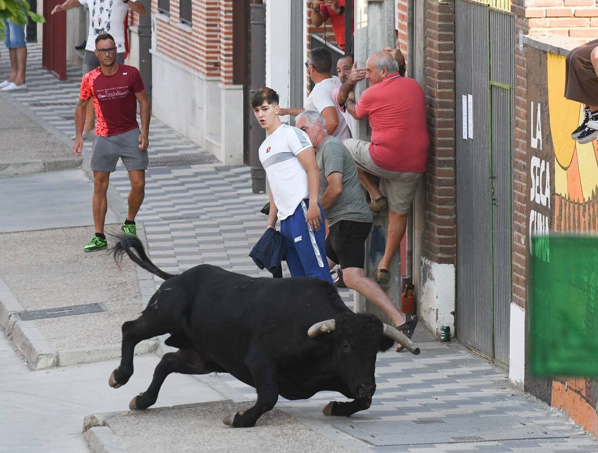 Fotos: Segundo encierro diurno de las fiestas de La Seca