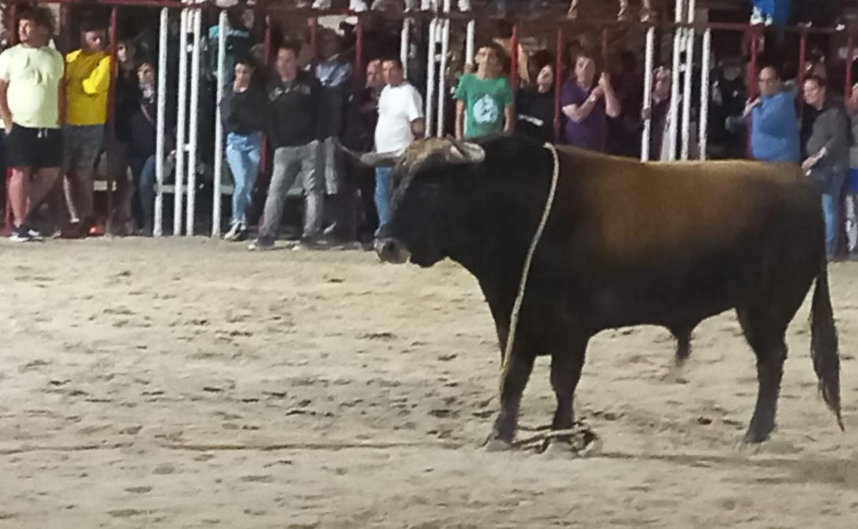 El toro que protagonizó el encierro nocturno en La Seca este viernes.