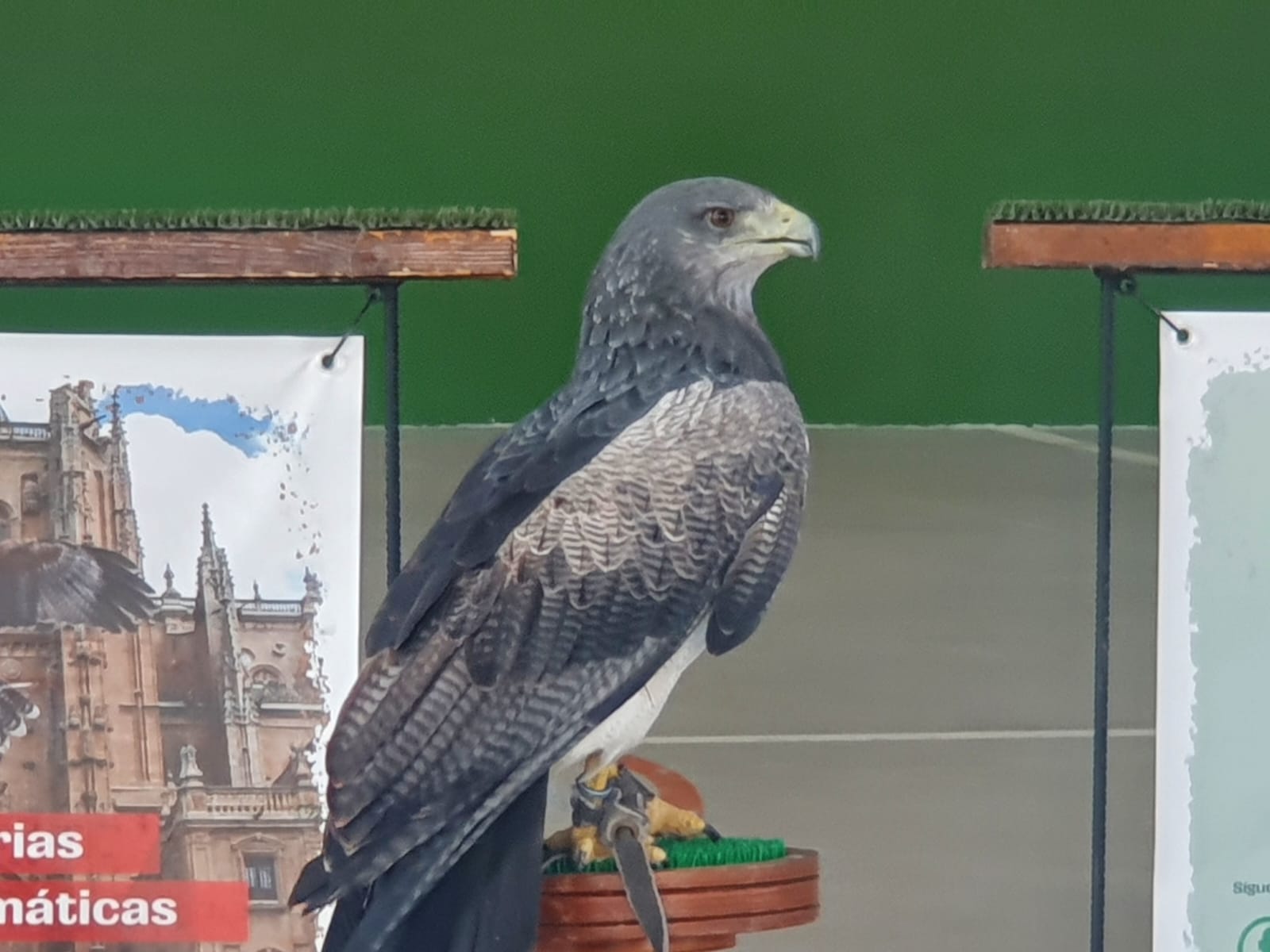 Fotos: Doñinosde Salamanca disfruta de sus fiestas pese al calor