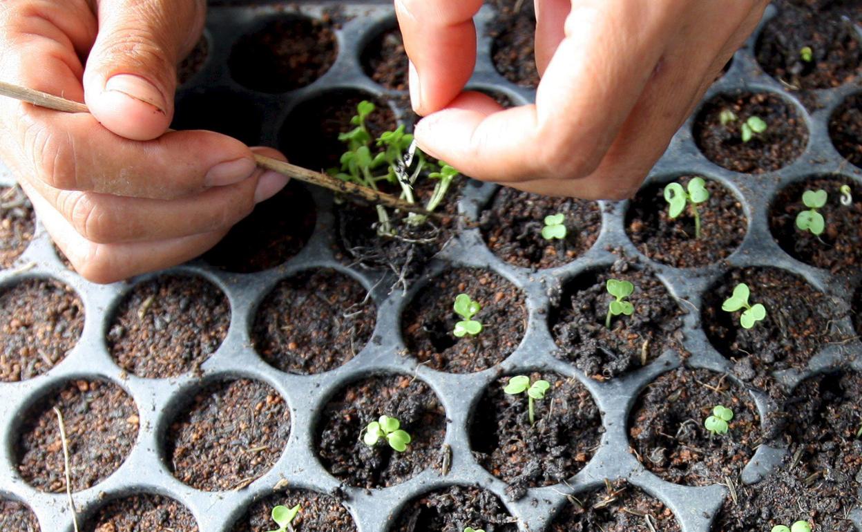 Repoblación de plantas.