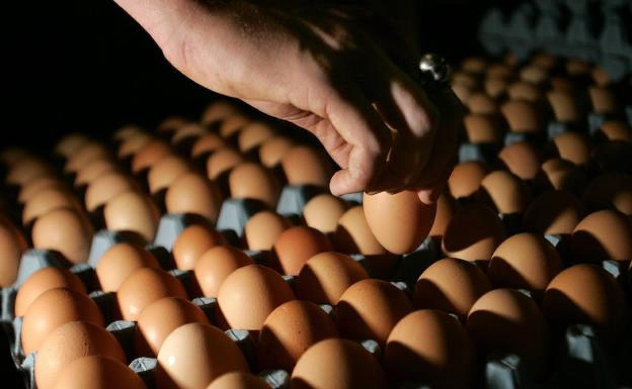 Por qué los huevos frescos se hunden y cuando están en mal estado flotan