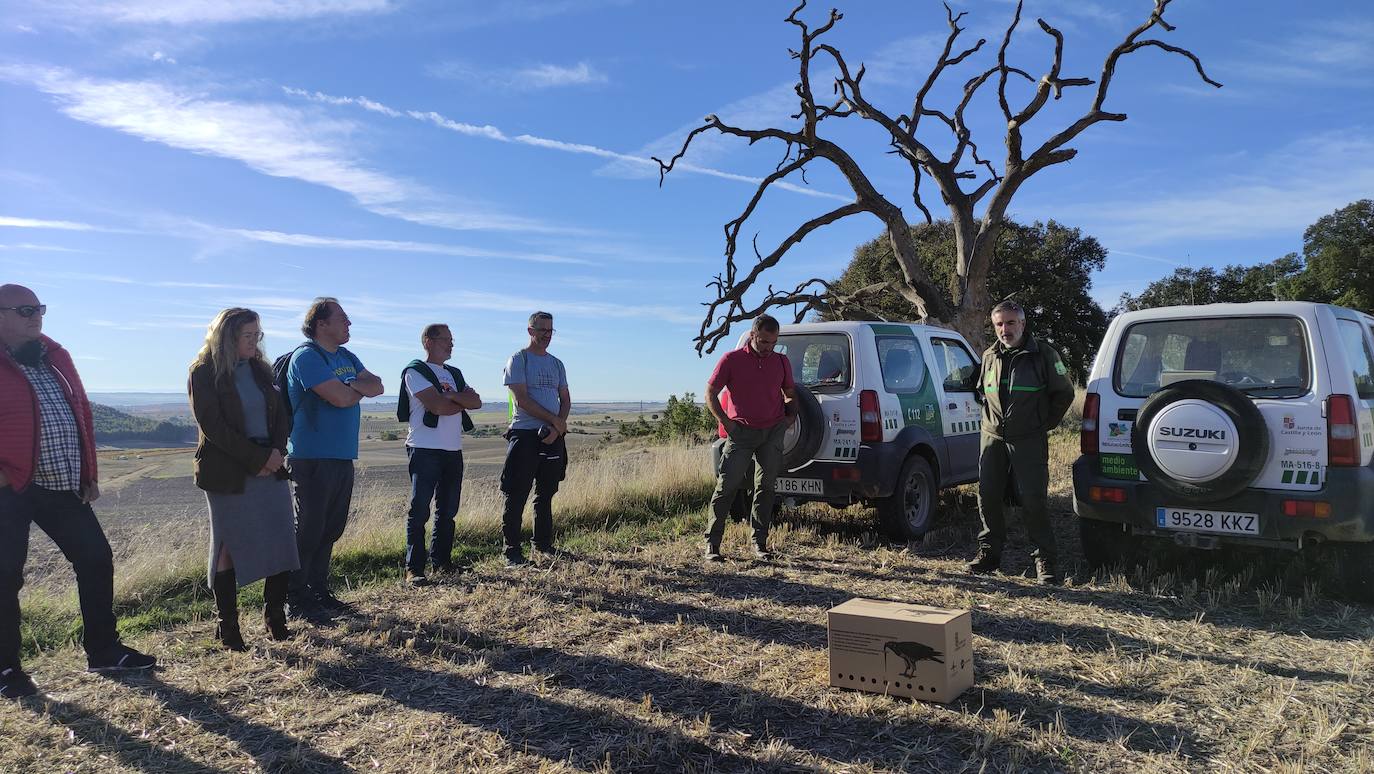 Momento de la suelta de una hembra de buho real, el pasado mes de octubre en Mucientes 