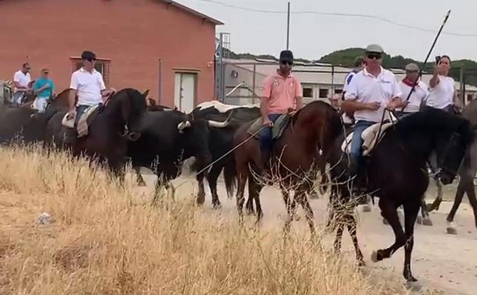 Peñafiel recupera la trashumancia de reses en las fiestas de San Roque