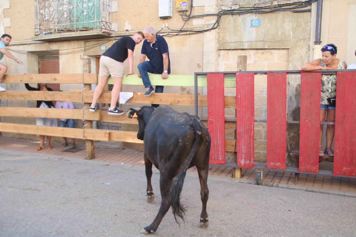 Fotos: Los primeros encierros en Palencia después de un parón de dos años