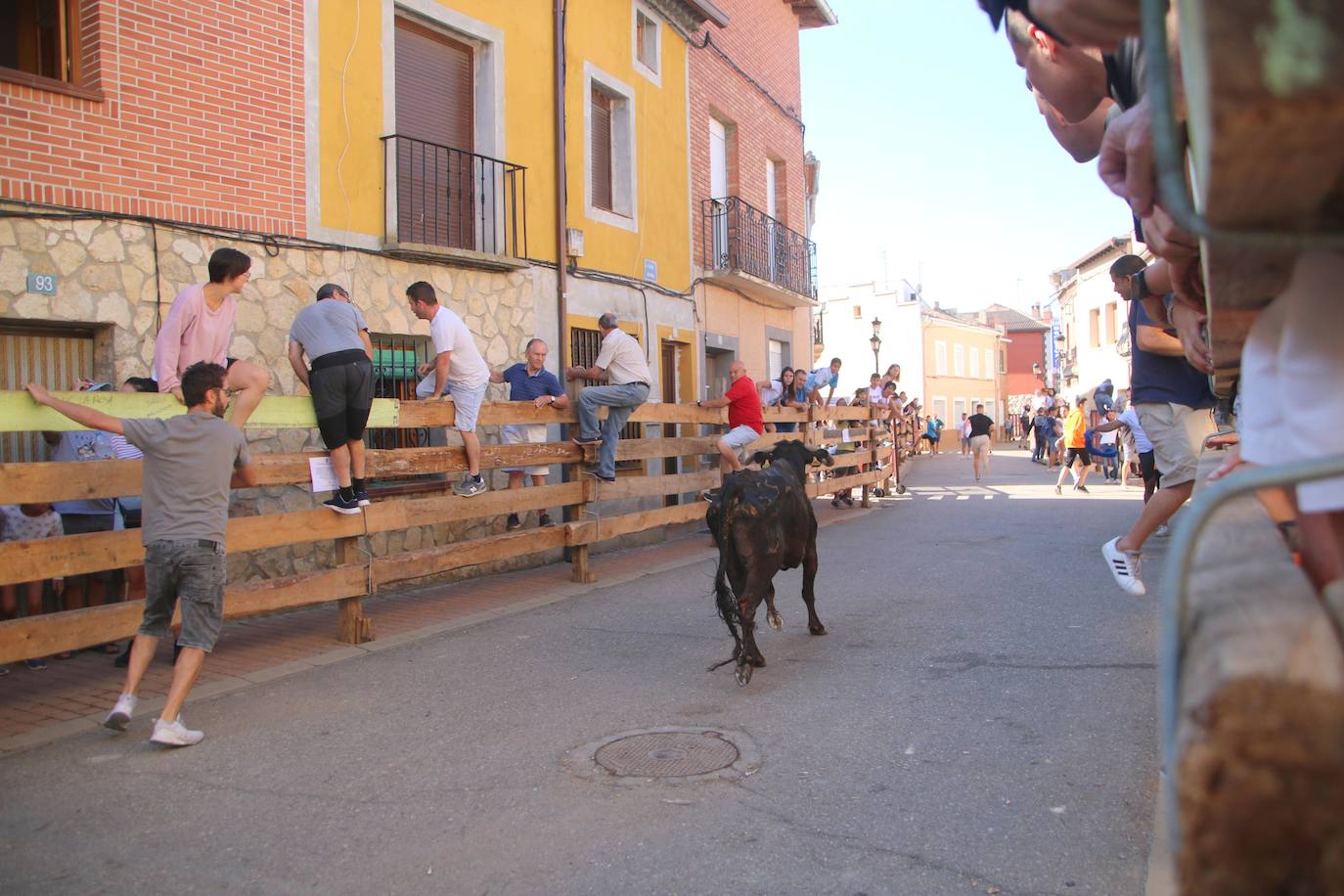 Fotos: Los primeros encierros en Palencia después de un parón de dos años