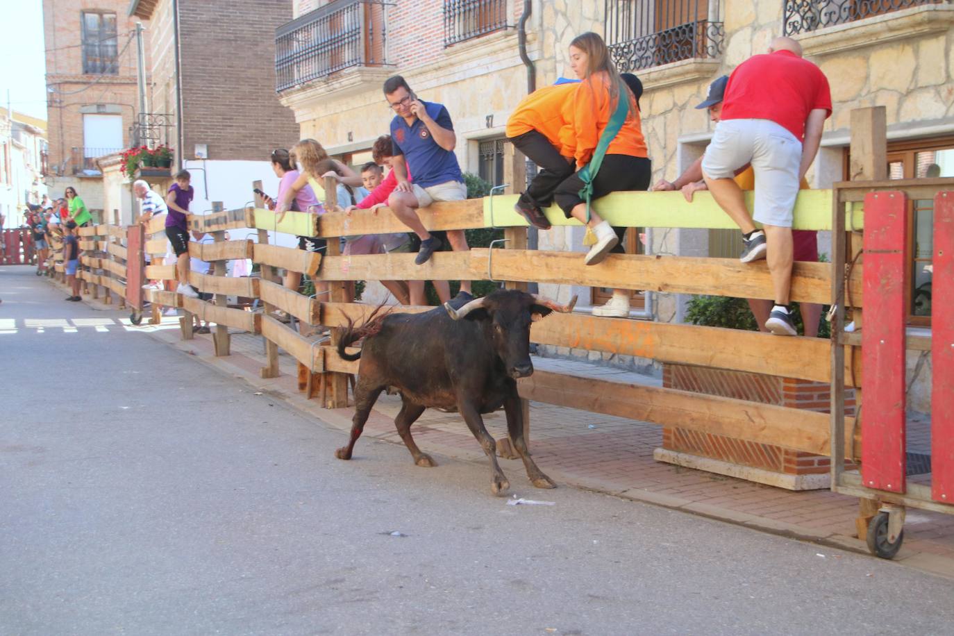 Fotos: Los primeros encierros en Palencia después de un parón de dos años