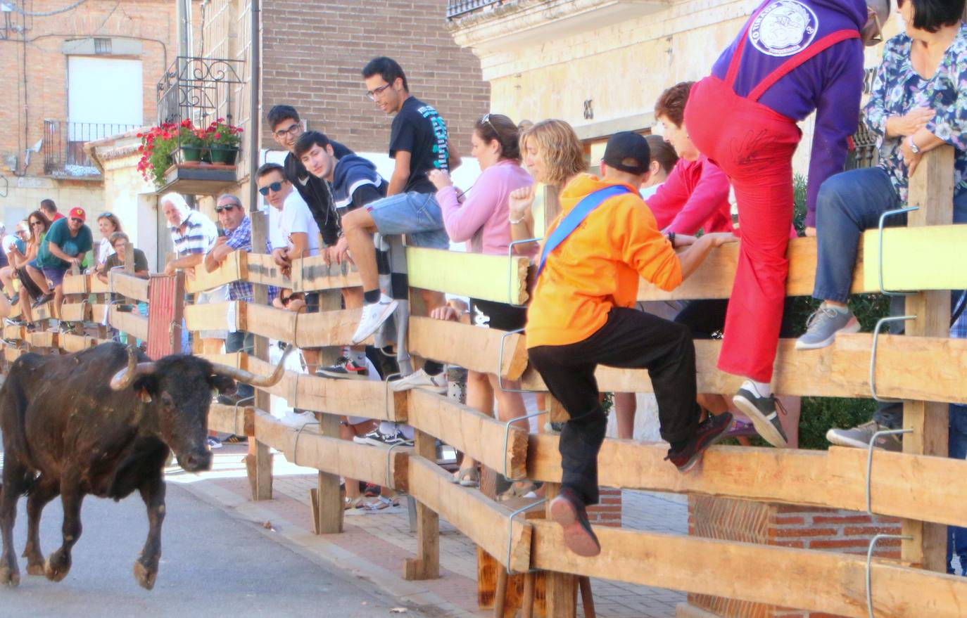 Fotos: Los primeros encierros en Palencia después de un parón de dos años